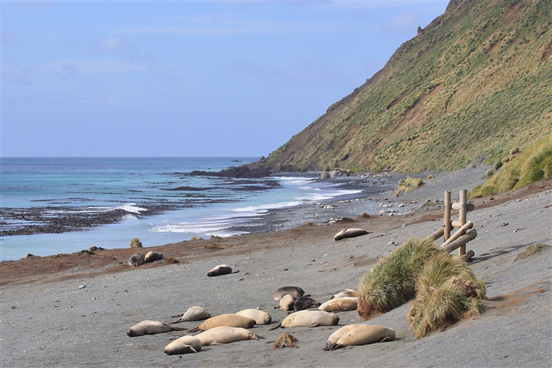 Macquarie Island 0321 m  Southern Elephant Seal Mirounga leonina males Buckles Bay